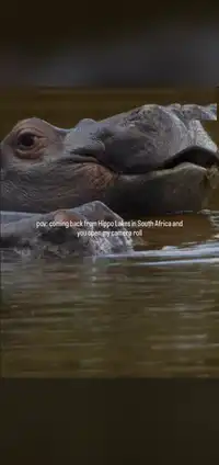 Hippo Lakes social content
